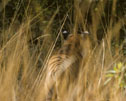 <center>
Fusionnant merveilleusement avec <i>le décor</i>, il observe des cerfs Axis. tigre,mimétisme 